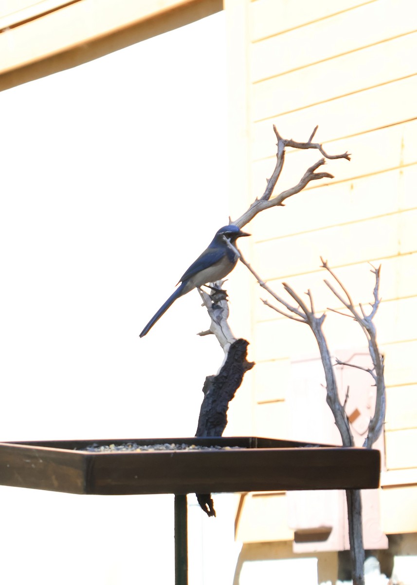 California Scrub-Jay - ML644134155
