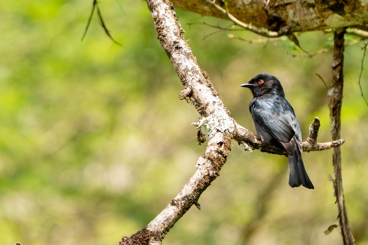 Square-tailed Drongo - ML644134193