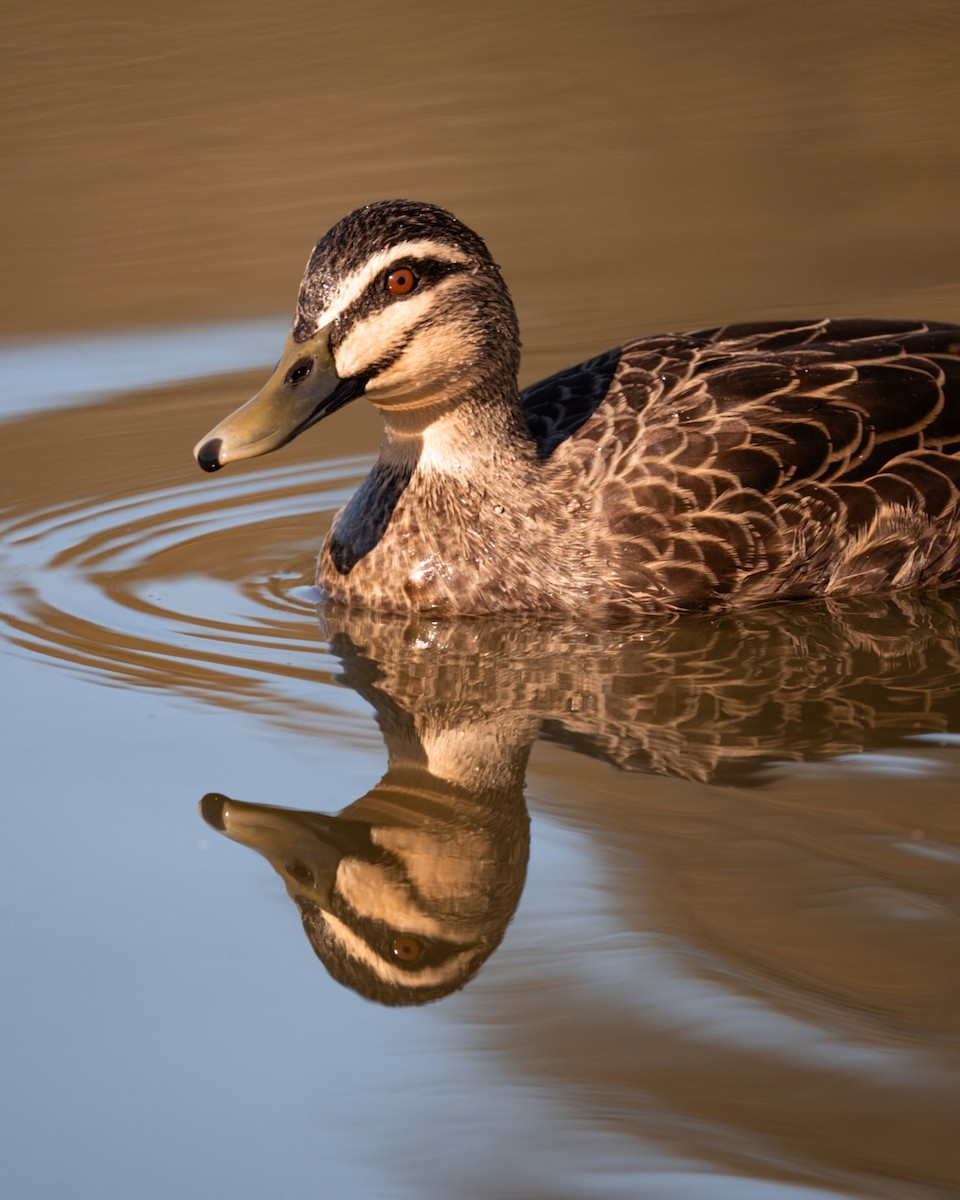 Pacific Black Duck - ML644134219