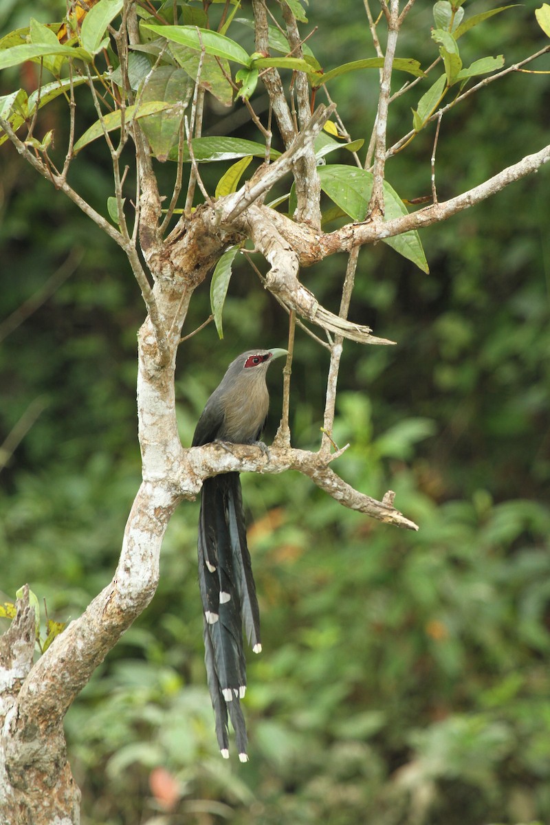 Green-billed Malkoha - ML644134220
