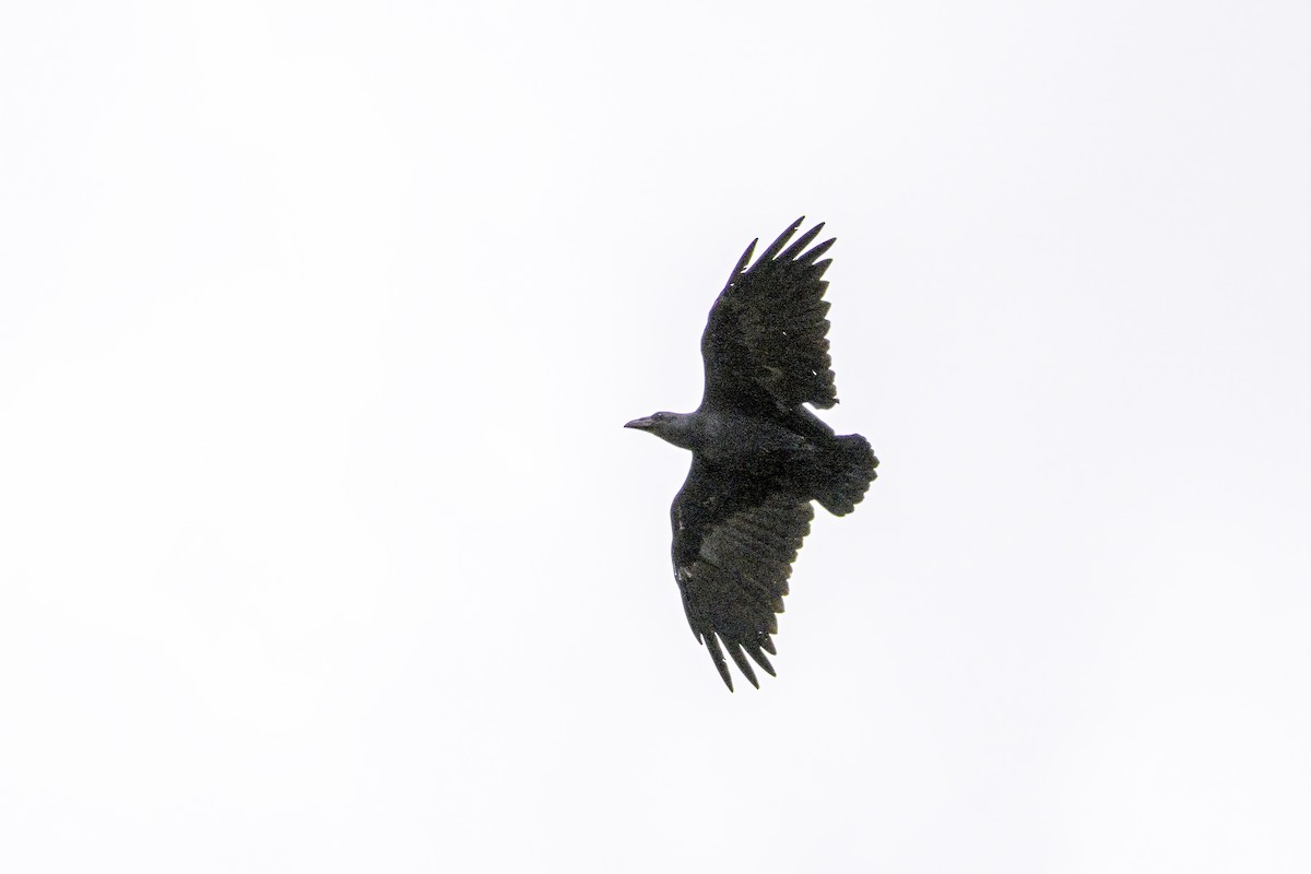 チビオガラス - ML644134222