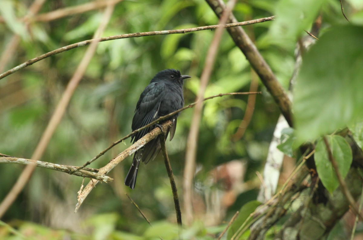 Square-tailed Drongo-Cuckoo - ML644134224