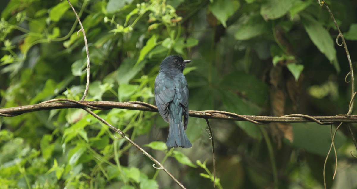 Square-tailed Drongo-Cuckoo - ML644134225