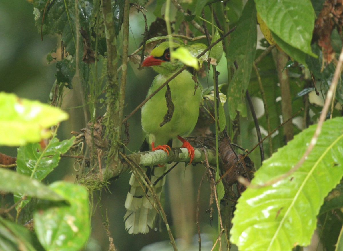 Common Green-Magpie - ML644134234