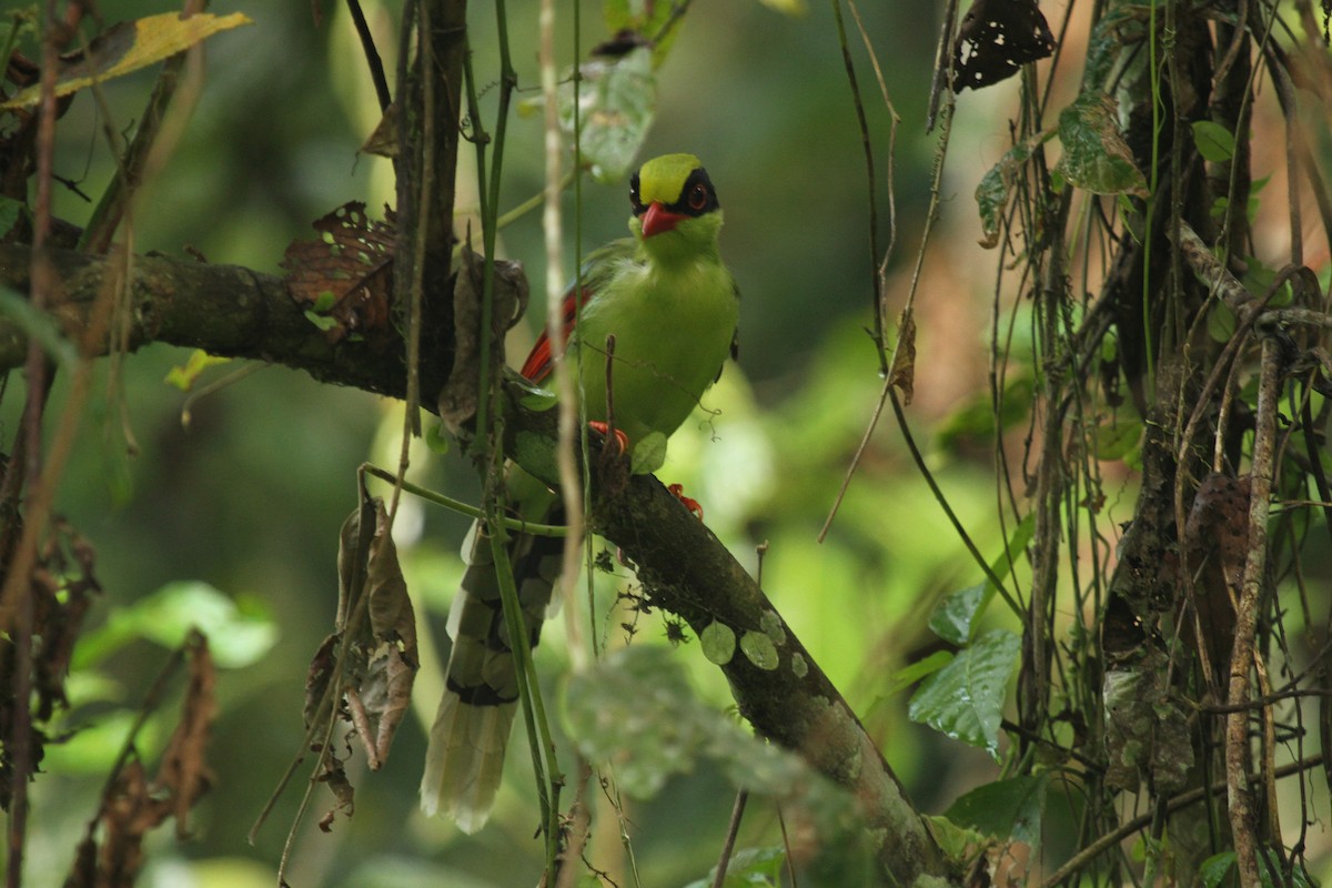 Common Green-Magpie - ML644134235