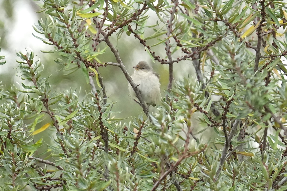 pěnice vlašská - ML644134242