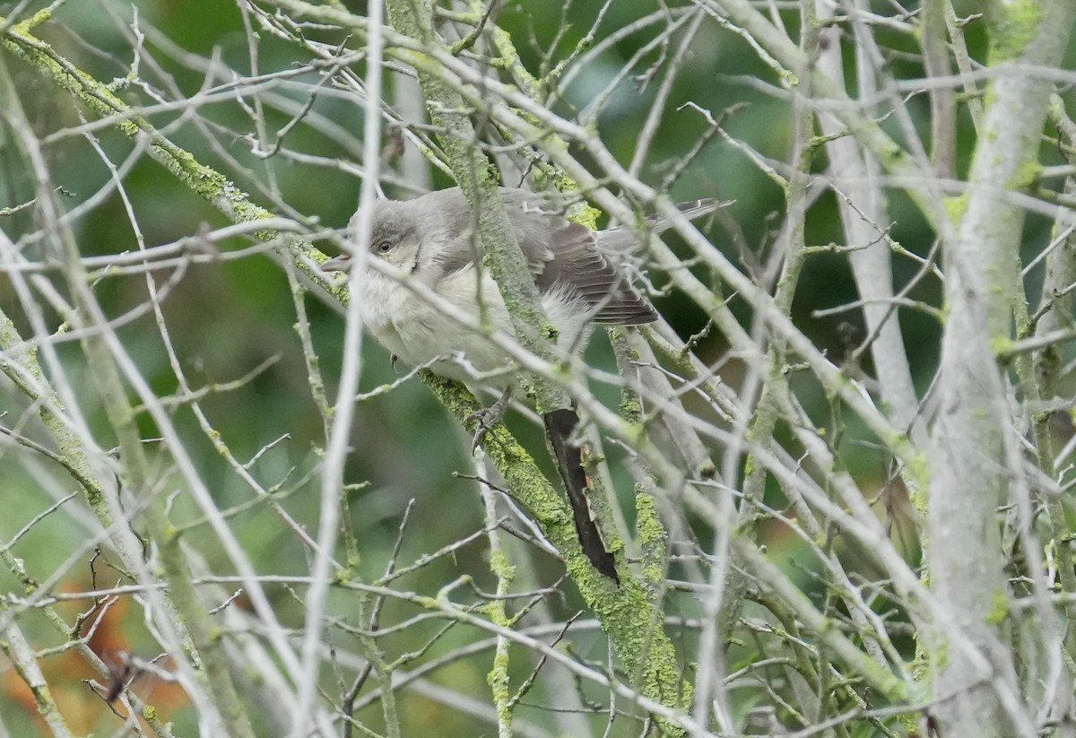 pěnice vlašská - ML644134243