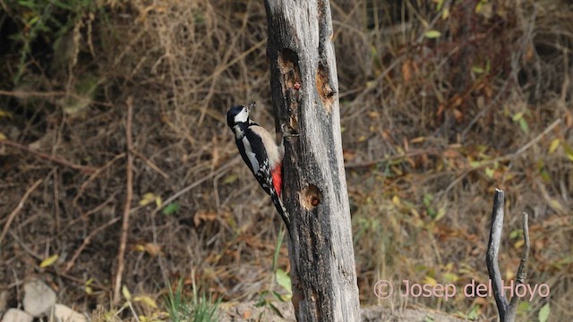 Great Spotted Woodpecker - ML644134246