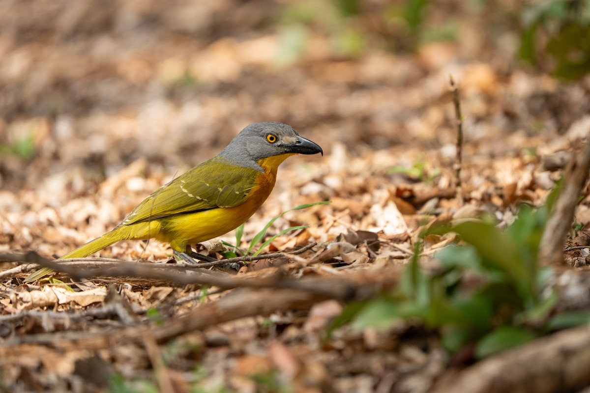 Gray-headed Bushshrike - ML644134249