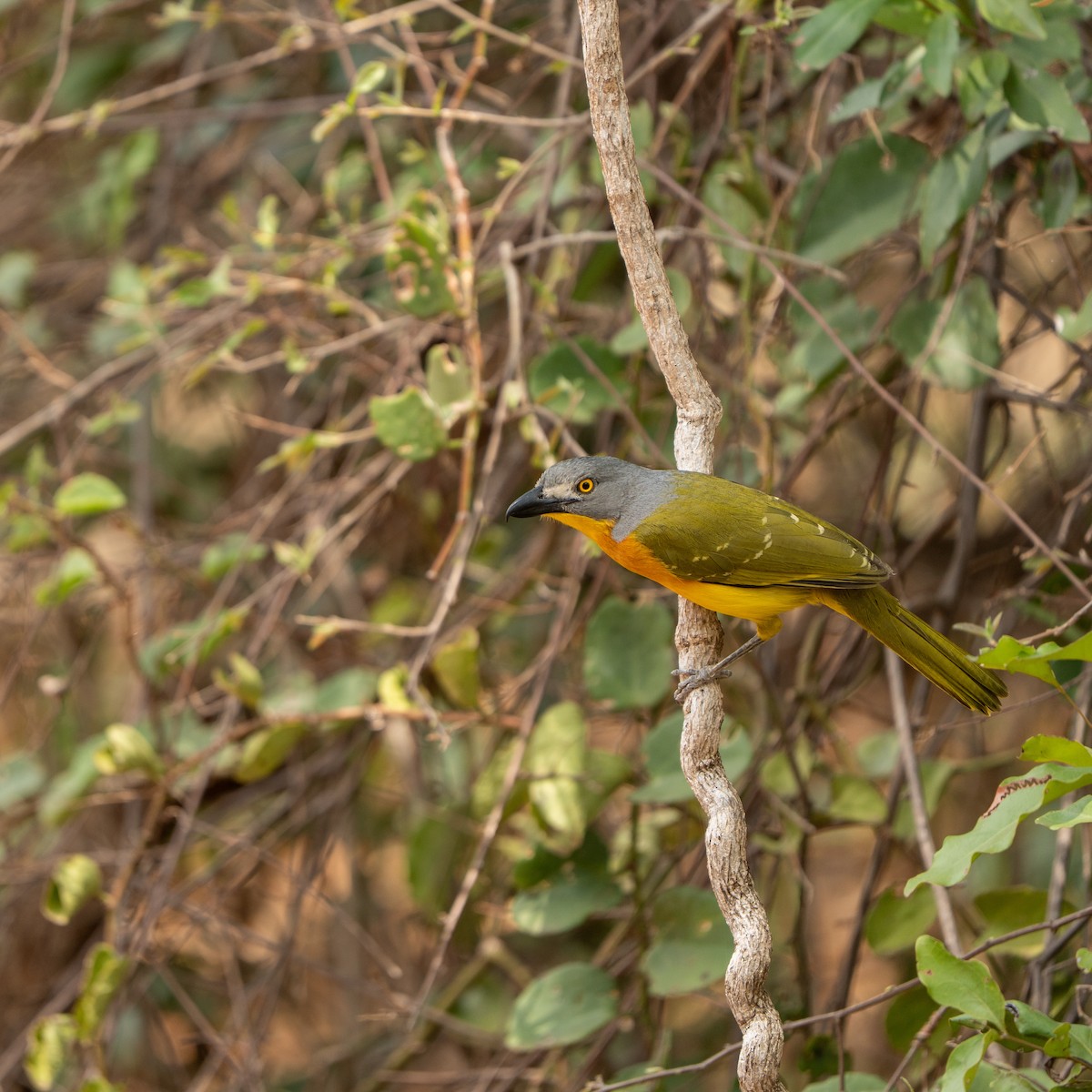 Gray-headed Bushshrike - ML644134250