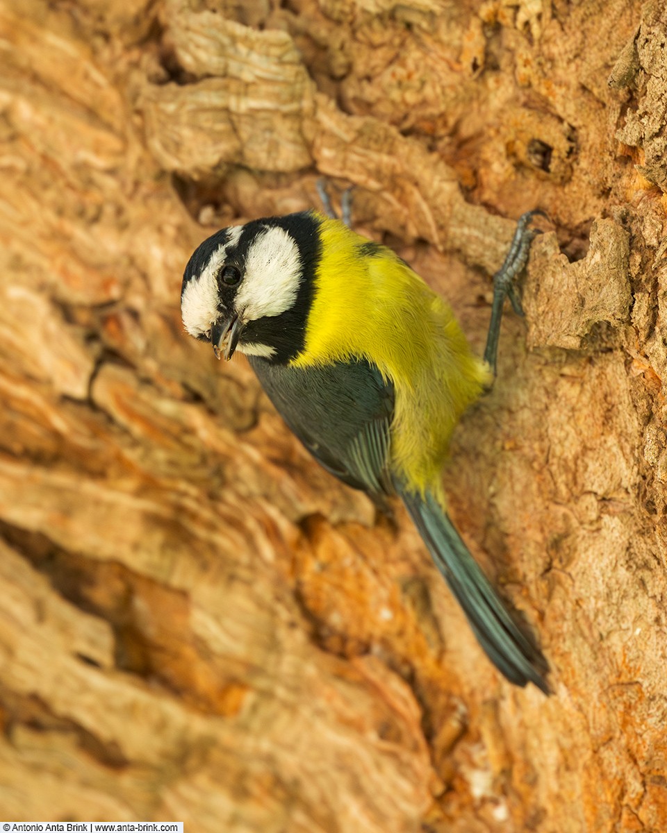 African Blue Tit - ML644134254