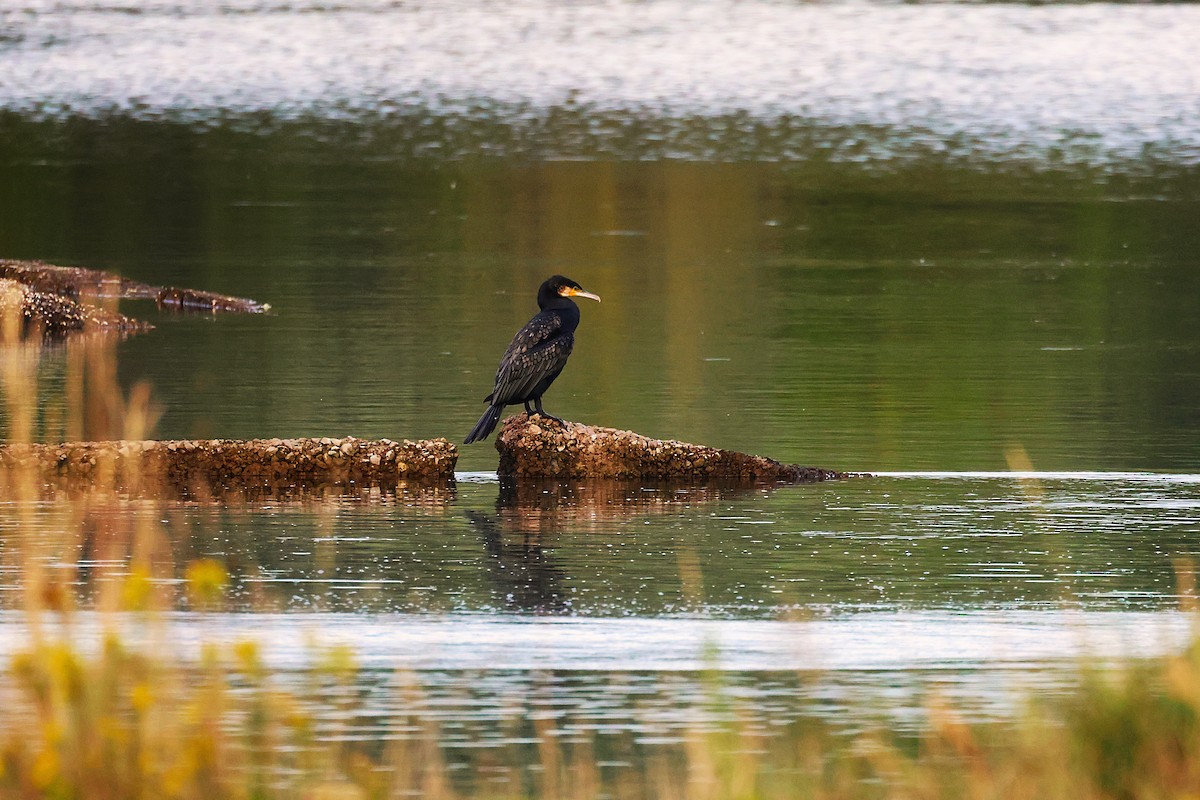 Great Cormorant - ML644134264