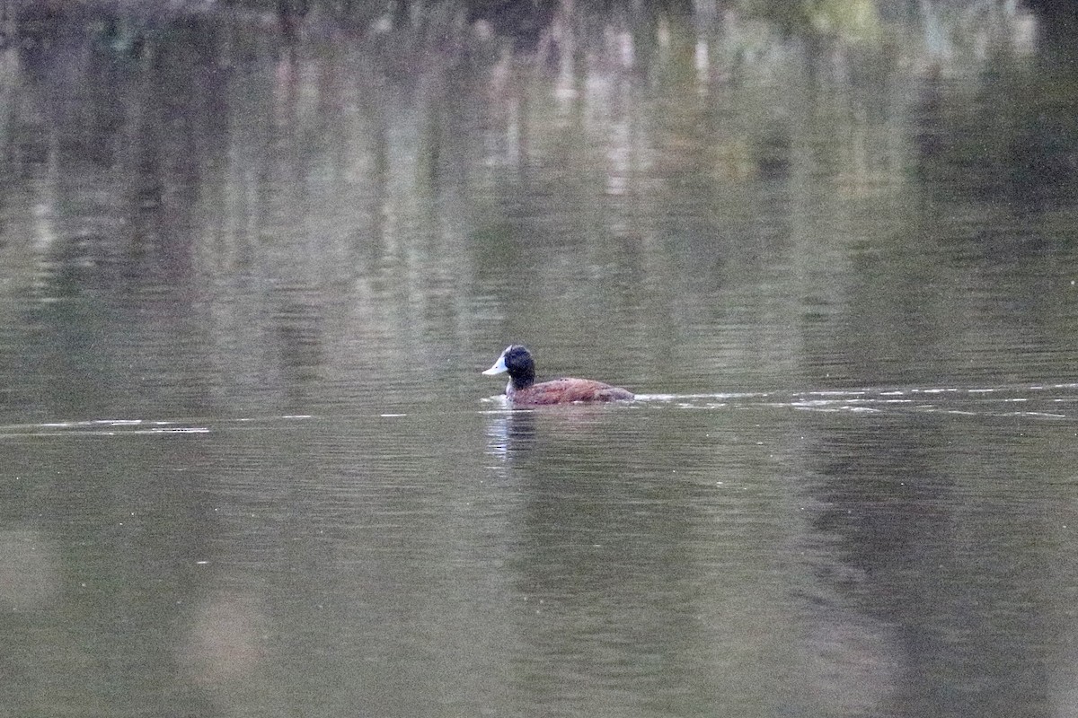 Blue-billed Duck - ML644134280