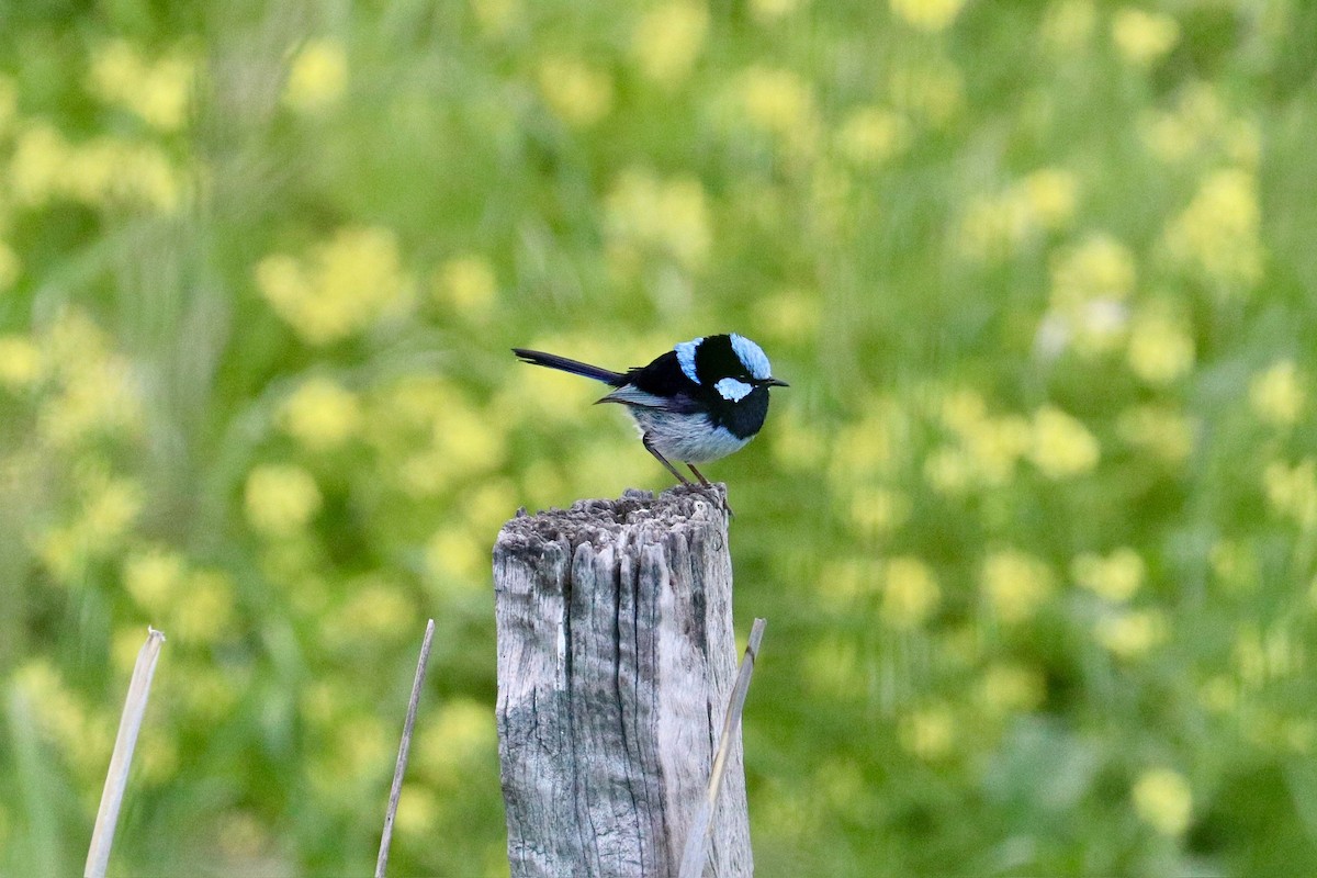 Superb Fairywren - ML644134291
