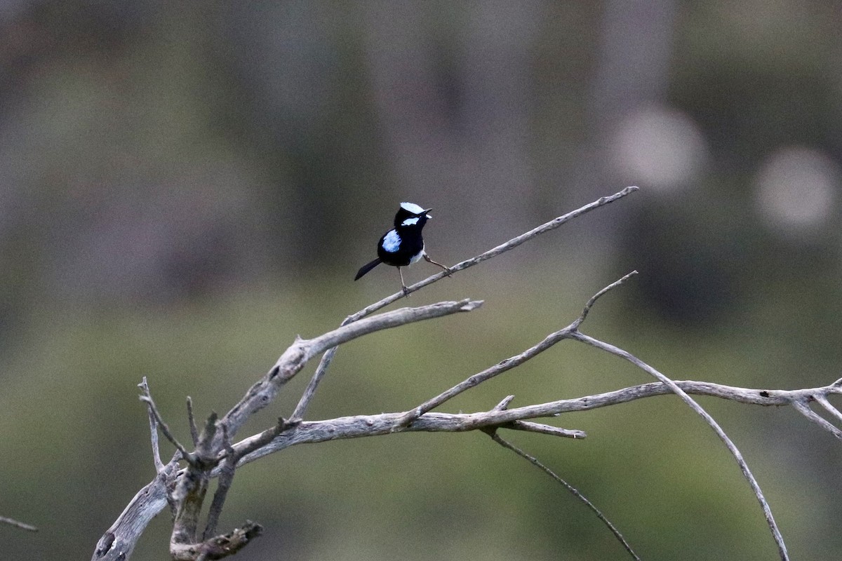 Superb Fairywren - ML644134292