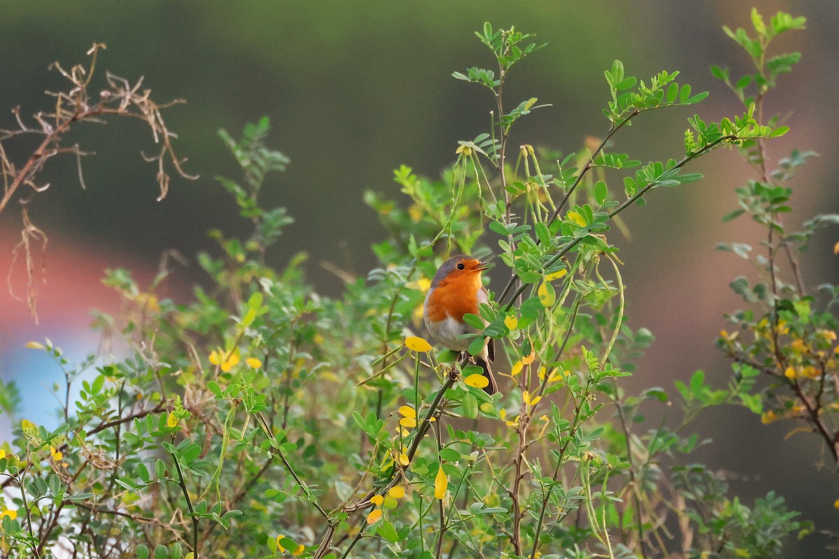 European Robin - ML644134294