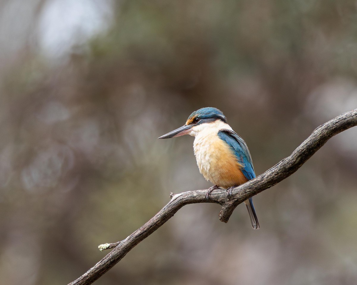 Sacred Kingfisher - ML644134295