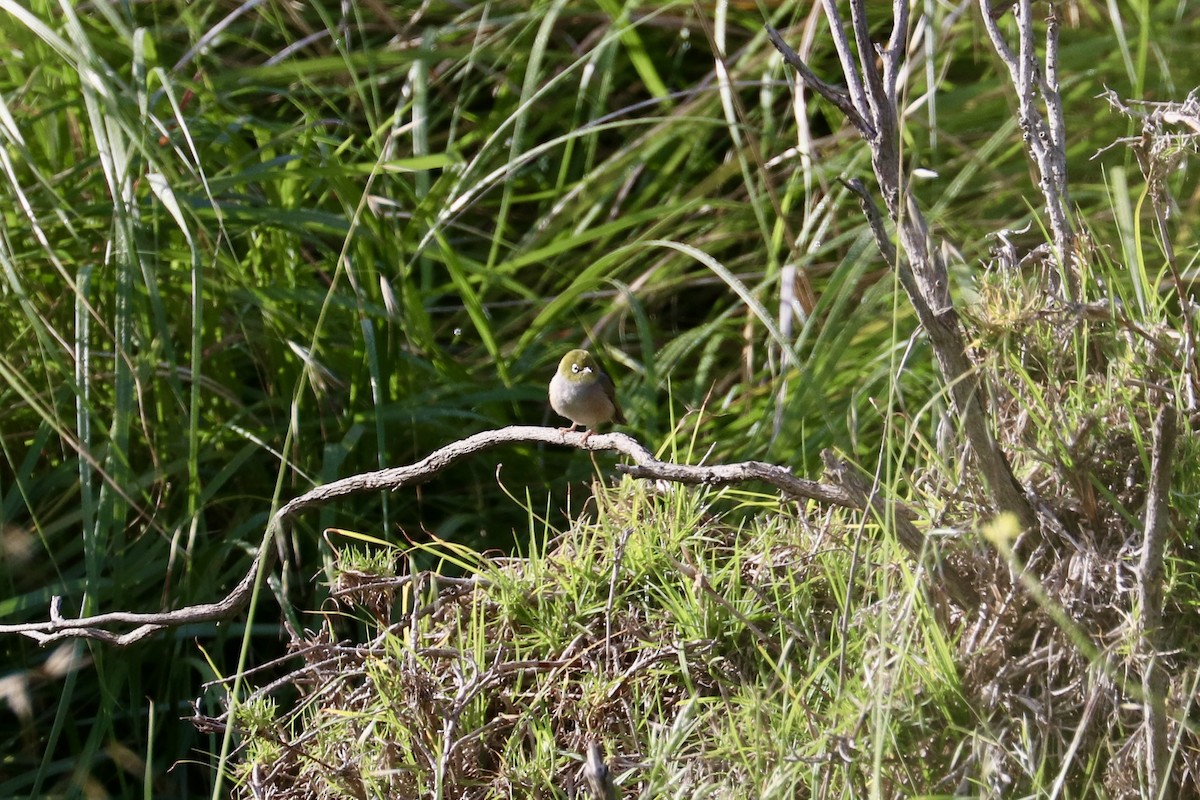 Silvereye - ML644134297