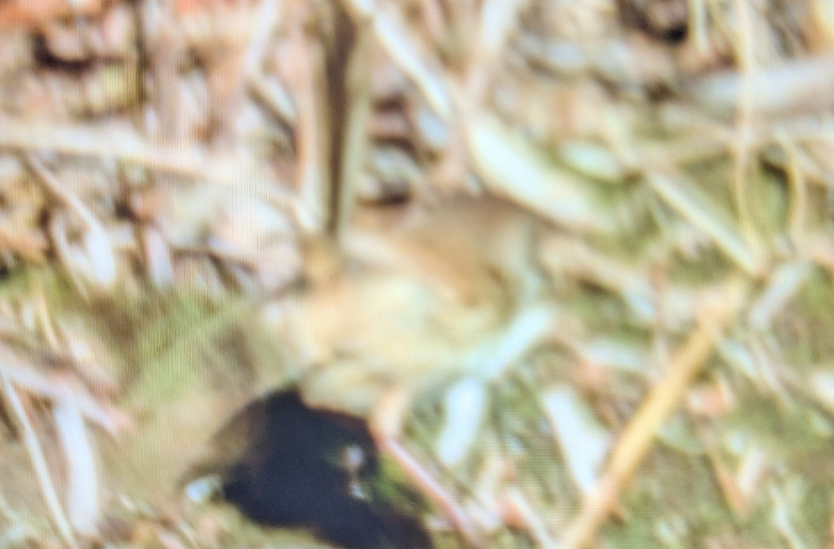 Variegated Fairywren - ML644134298
