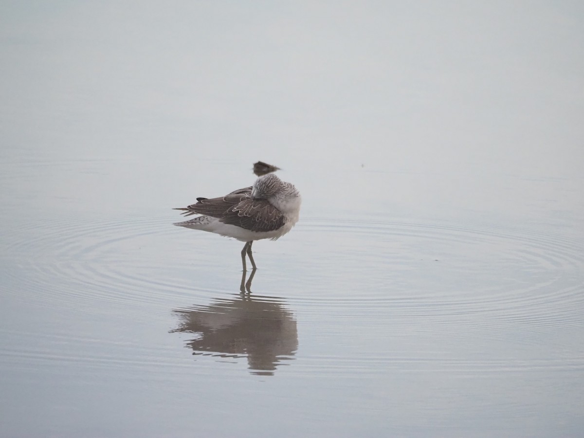 Common Greenshank - ML644134299