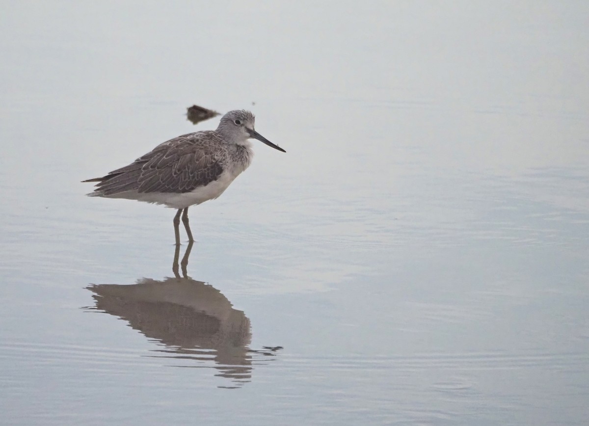 Common Greenshank - ML644134300