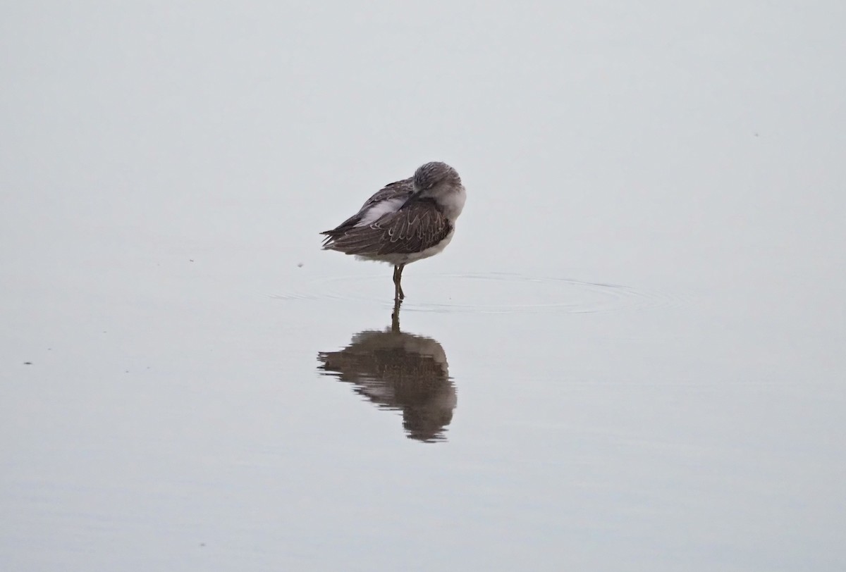 Common Greenshank - ML644134301