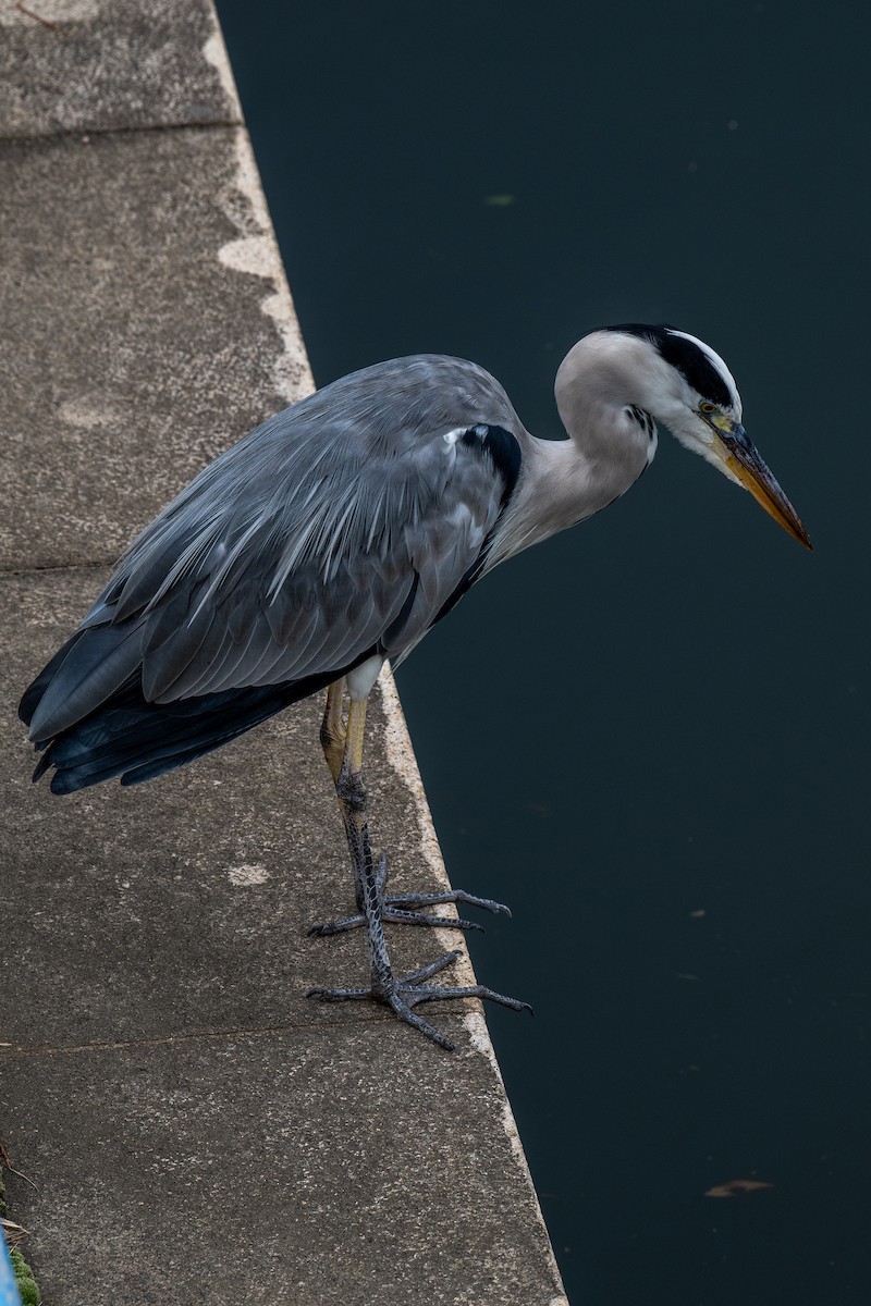 Gray Heron - ML644134302