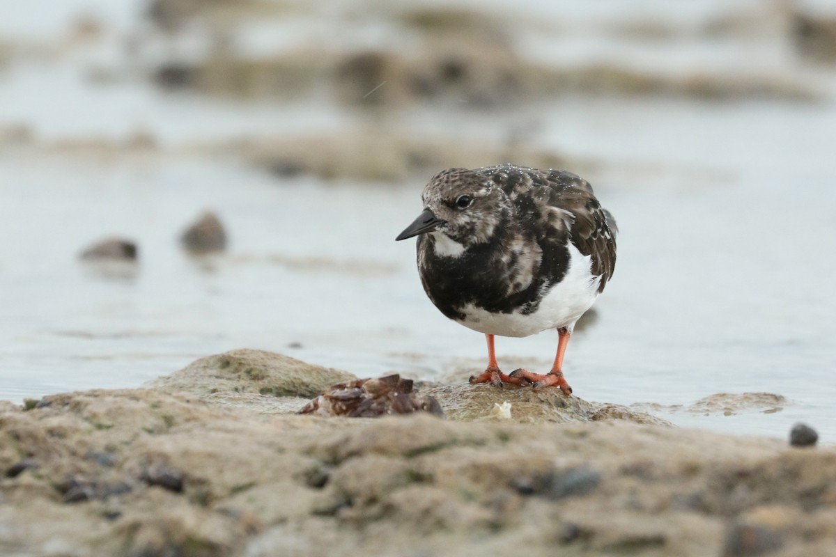 Ruddy Turnstone - ML644134303