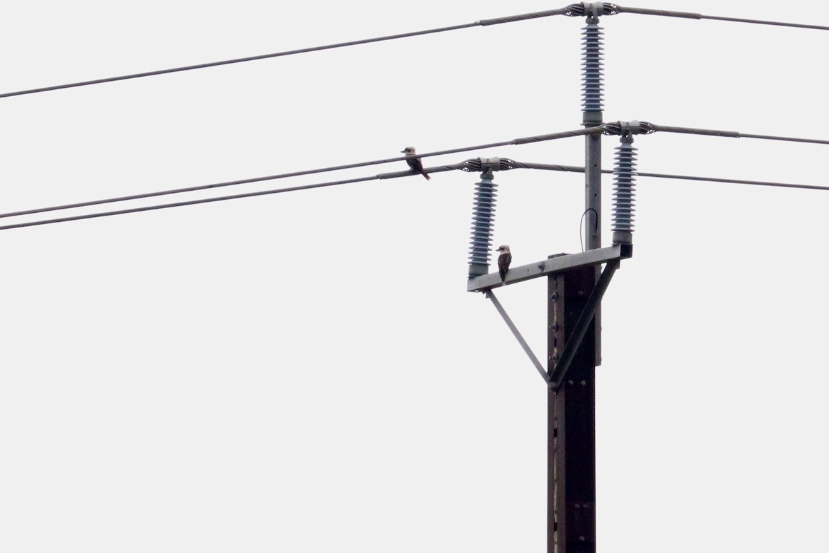 Laughing Kookaburra - ML644134306