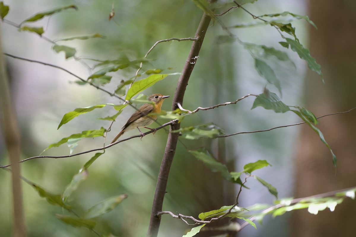 Chinese Blue Flycatcher - ML644134307