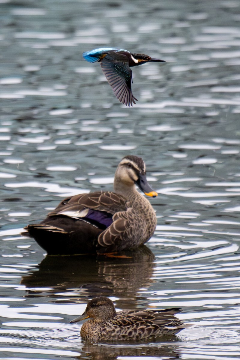 Eastern Spot-billed Duck - ML644134308