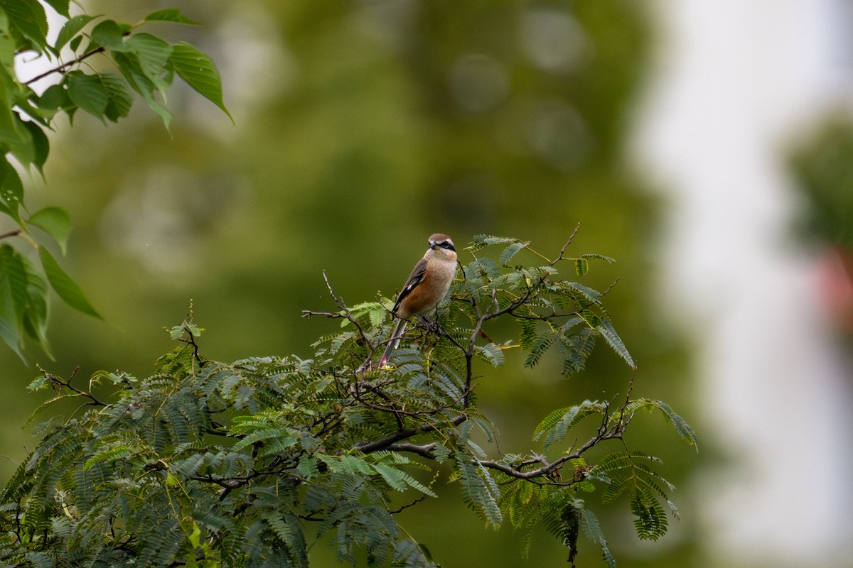 Bull-headed Shrike - ML644134309