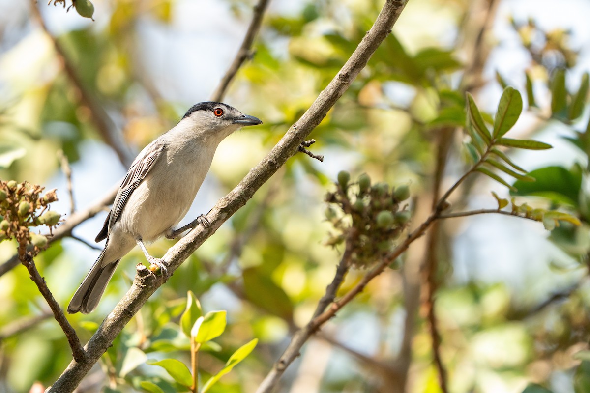 Black-backed Puffback - ML644134310