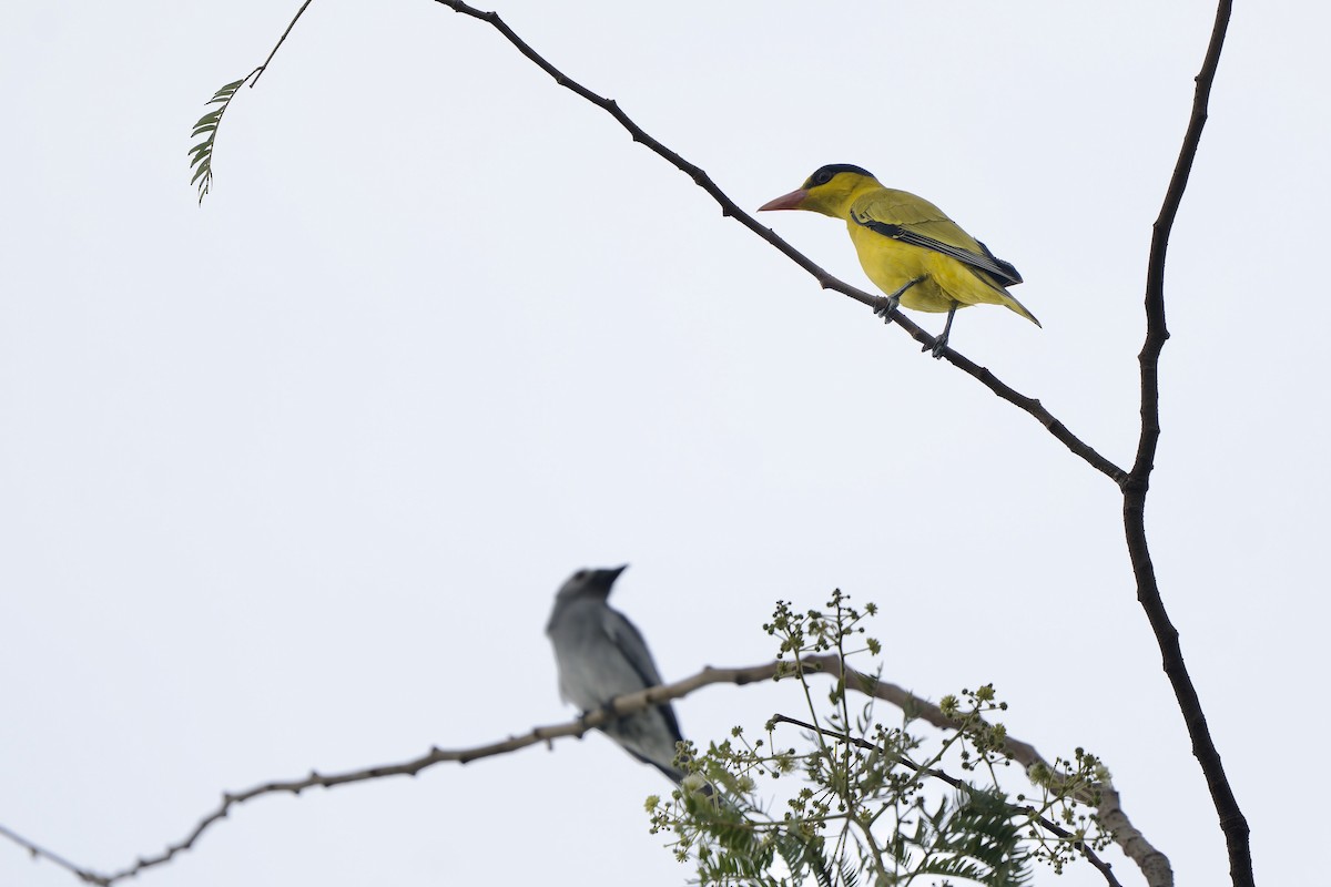 Black-naped Oriole (East Asian) - ML644134311