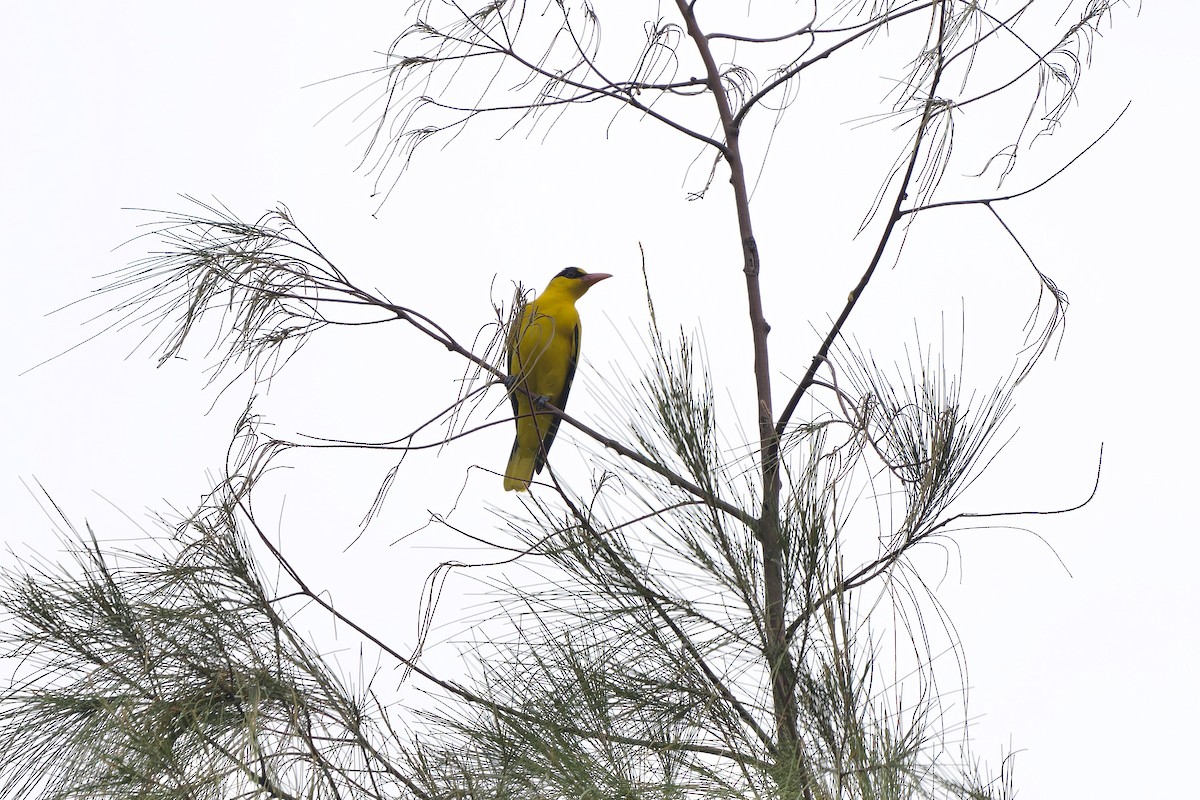 Black-naped Oriole (East Asian) - ML644134312