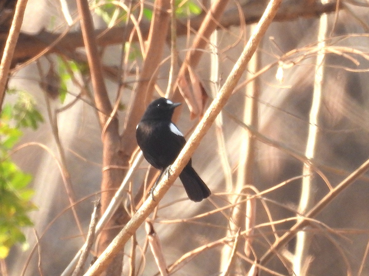 White-fronted Black-Chat - ML644134313