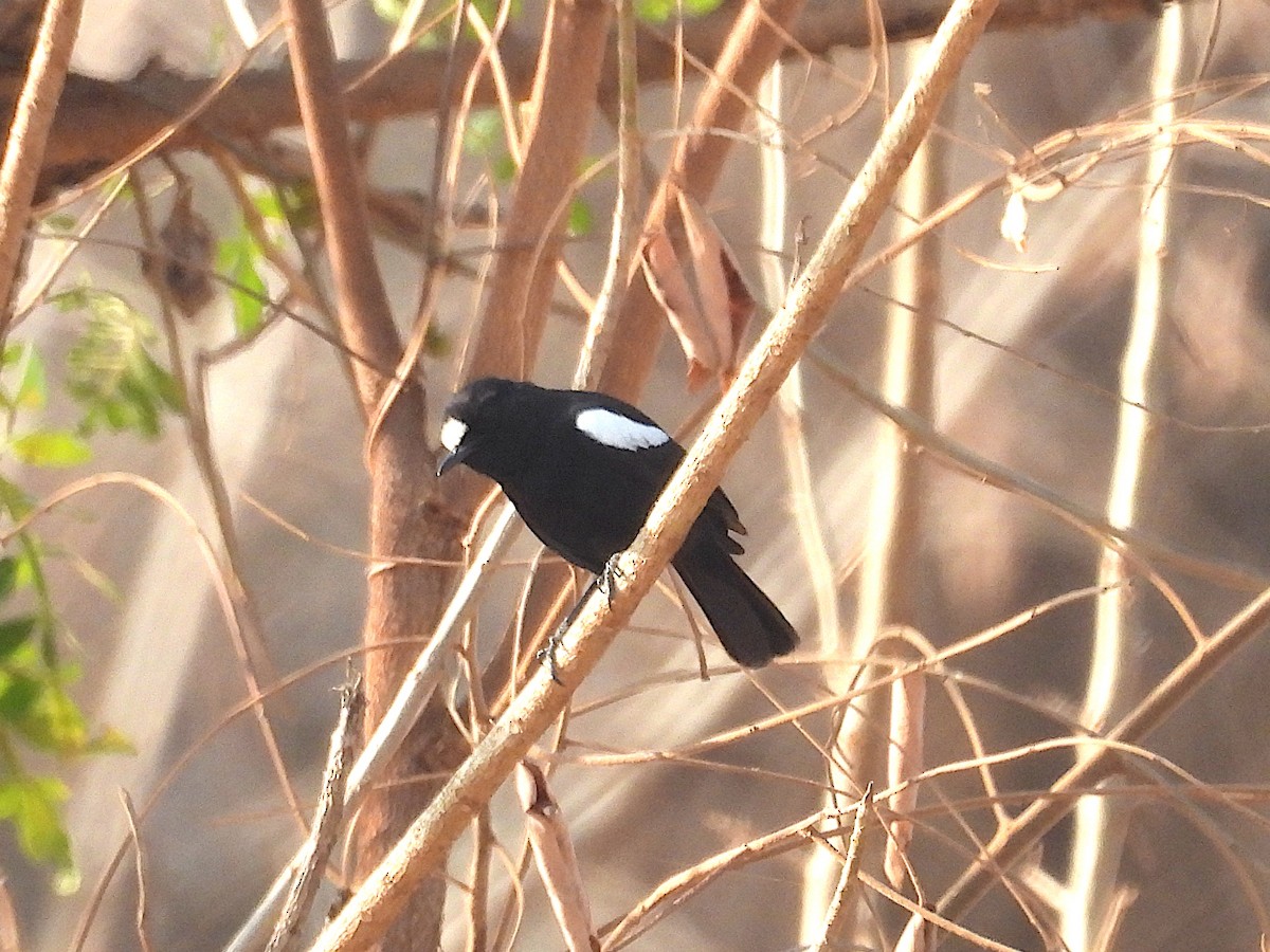 White-fronted Black-Chat - ML644134314