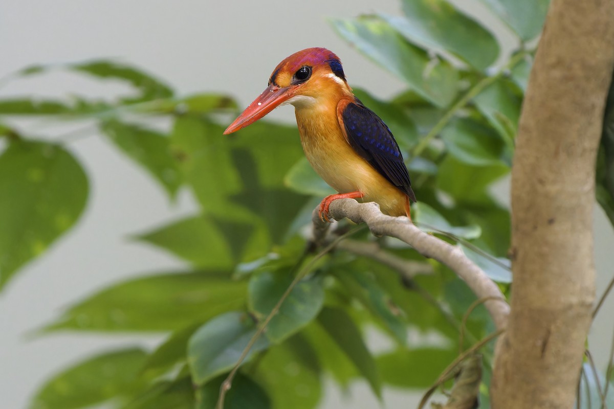 Black-backed Dwarf-Kingfisher - ML644134315
