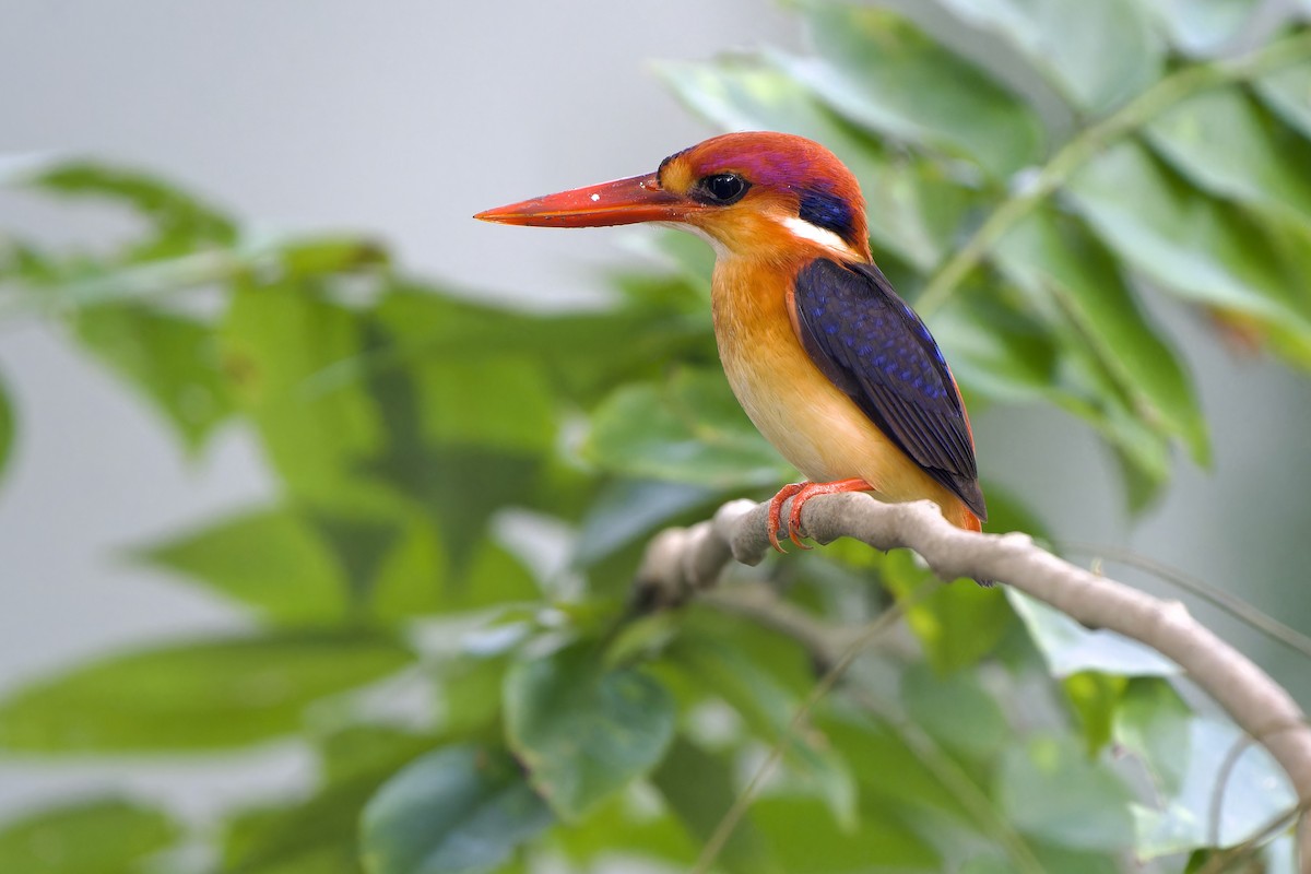 Black-backed Dwarf-Kingfisher - ML644134316