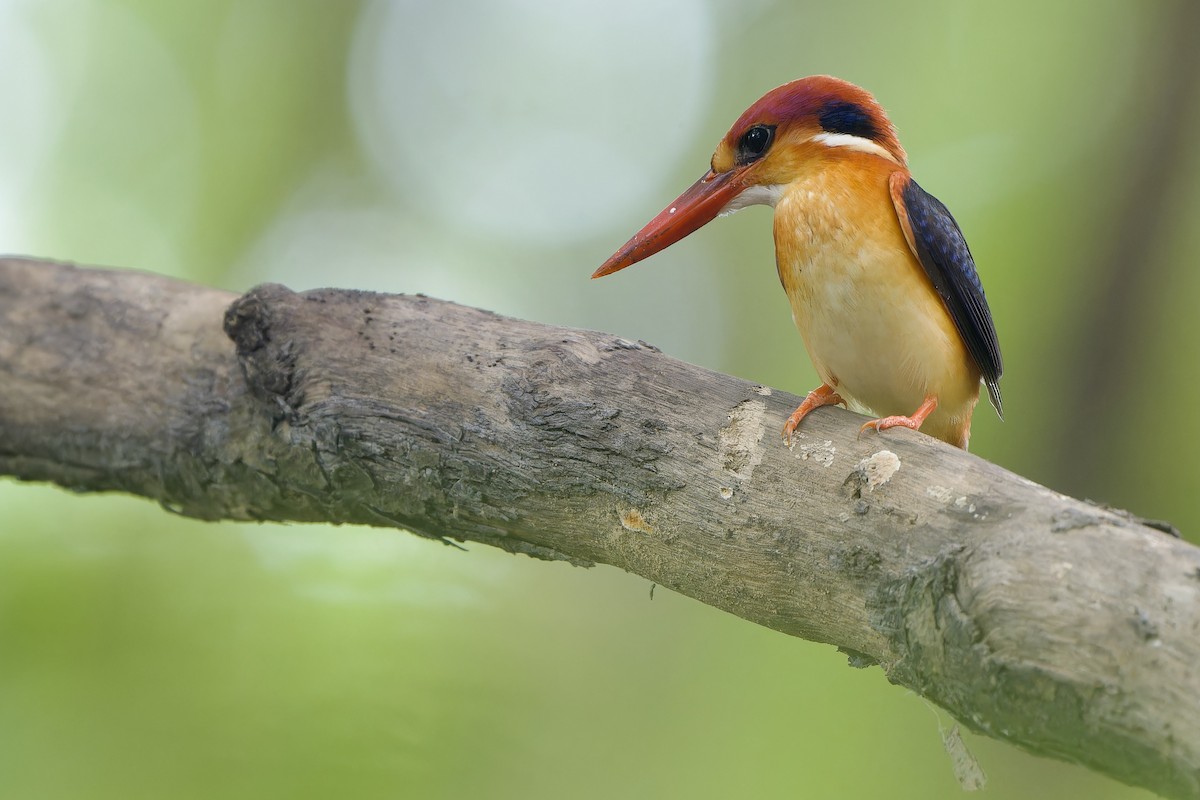 Black-backed Dwarf-Kingfisher - ML644134317