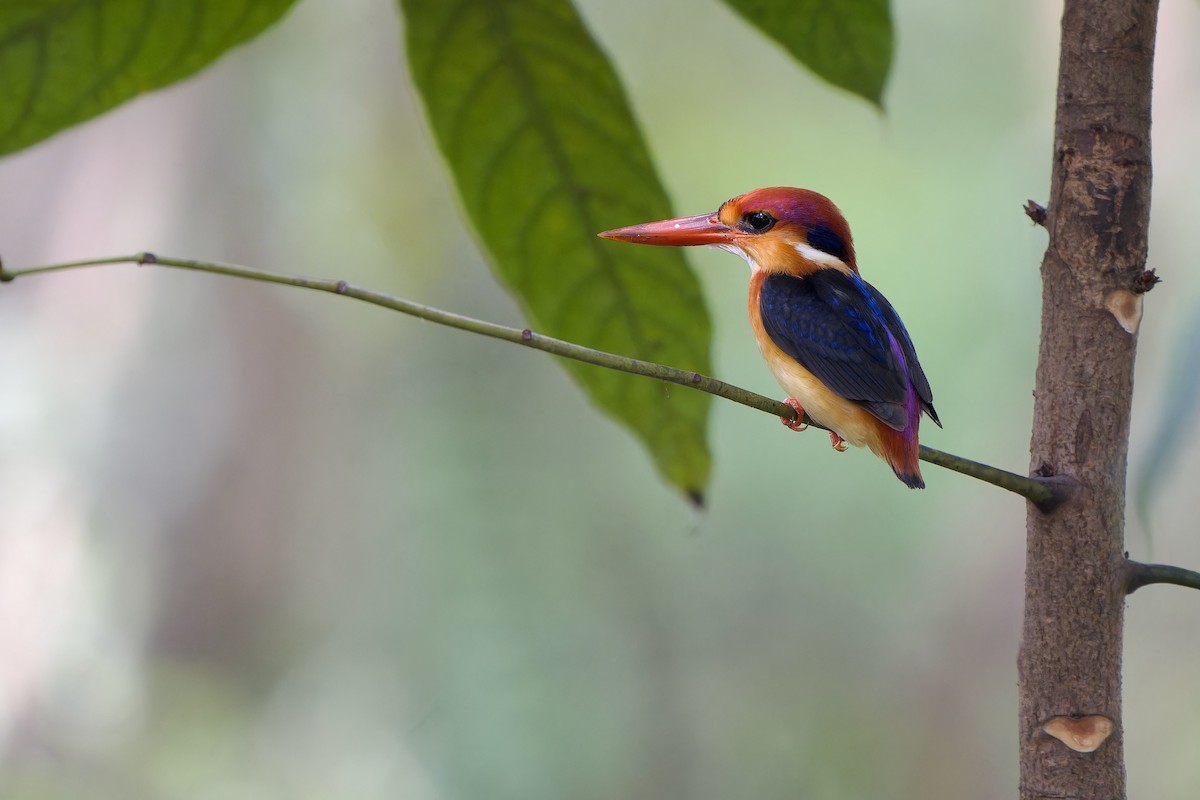 Black-backed Dwarf-Kingfisher - ML644134318