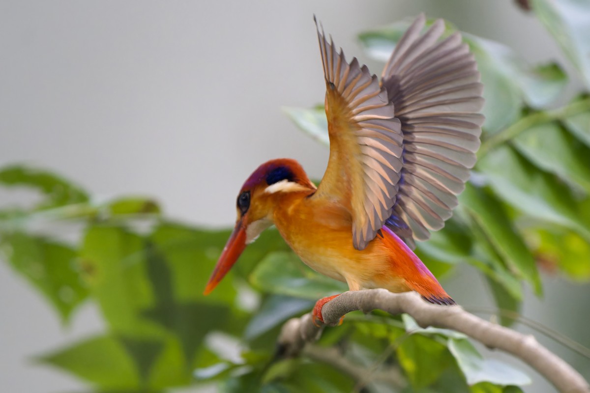 Black-backed Dwarf-Kingfisher - ML644134319