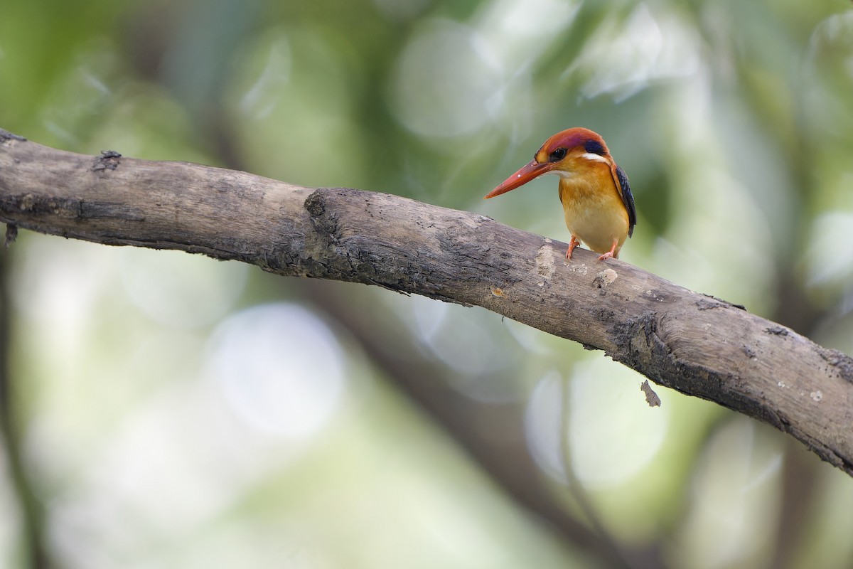 Black-backed Dwarf-Kingfisher - ML644134320