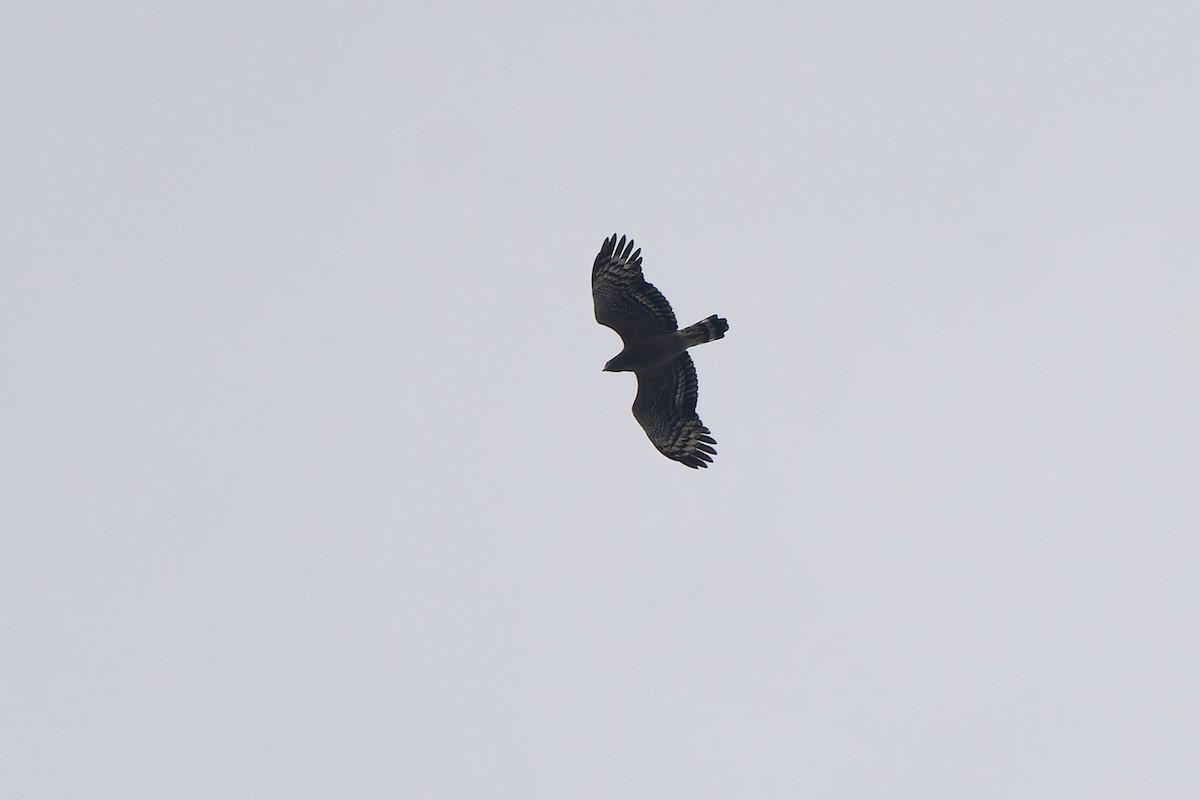 Crested Serpent-Eagle (Crested) - ML644134321