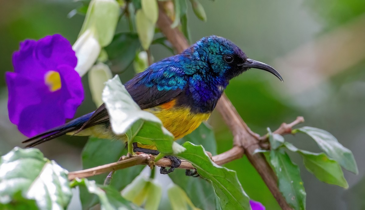 Variable Sunbird - ML644134322