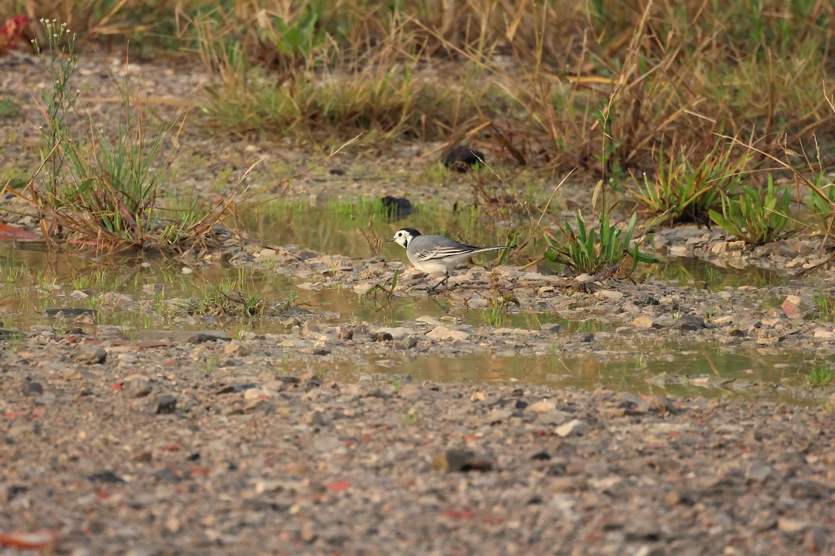 White Wagtail - ML644134323