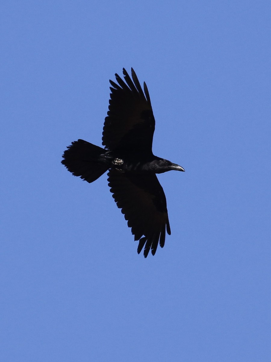 Brown-necked Raven - ML644134324