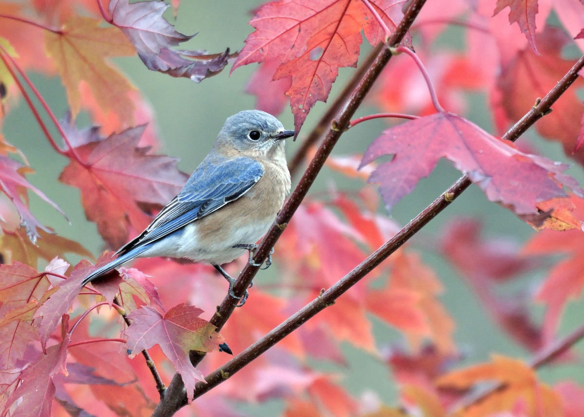 Eastern Bluebird - ML644134325