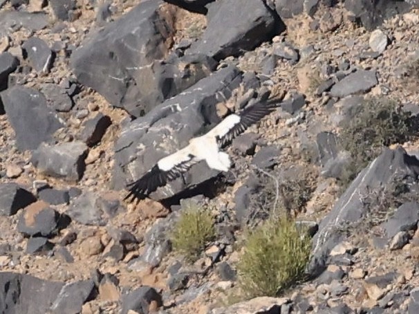 エジプトハゲワシ - ML644134334