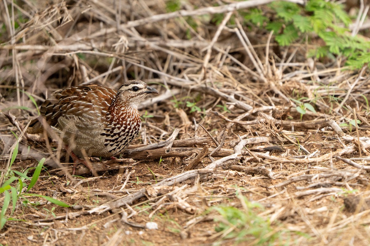 Crested Francolin - ML644134335